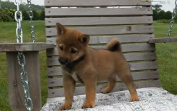Names for Benji