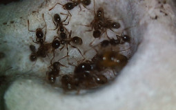meilleure fourmis