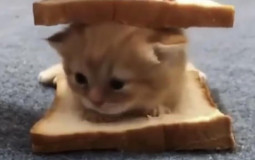 Cat Bread