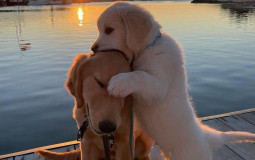Pets I want