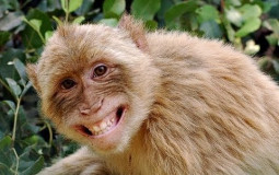 monkey laughing hahaha