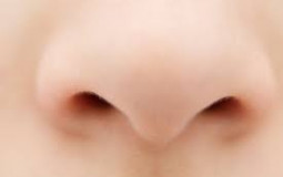 LES NEZ