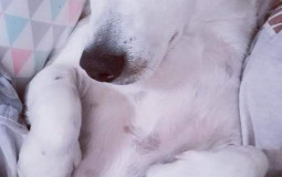 Chien de group