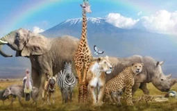 animals