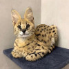 defconzero Avatar