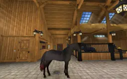 SSO HORSES