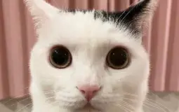 Cat Town Straightest to Gayest
