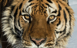 Feline tier list