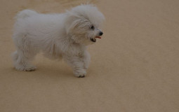 boouffe