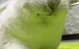 chungus photos