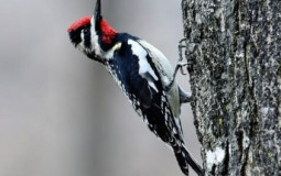 Picidae