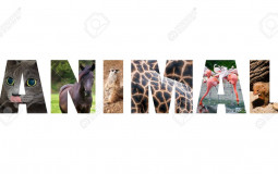 Animals
