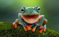 Frog