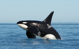 Animals 1