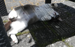 best chat de cavan