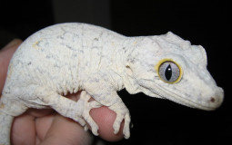reptiles and amphibians