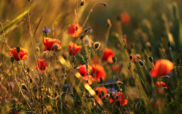 die coolsten und dufteten Blumen