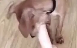 gay