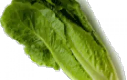 Vegitable