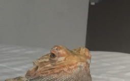 Burge