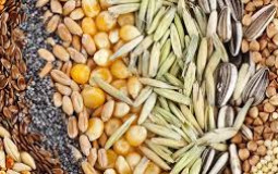 Seed Superiority