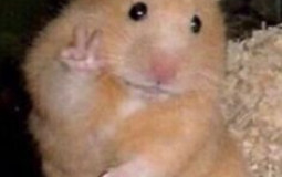 sceams fo jelp