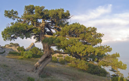 CONIFERS