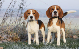 akc hound group