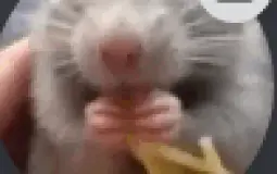 Rat Chat Members