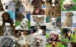 Dog breed rankings
