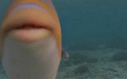 Funny Fish