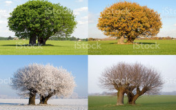 The 4 Seasons