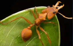 Special Ants - Game