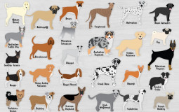 My favorite dog breeds