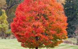 Trees