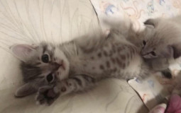 Анимешки