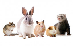 small mammals