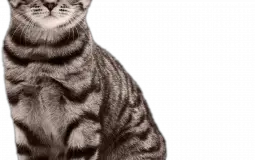 cat memes