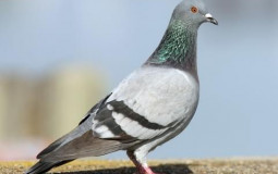 Birds