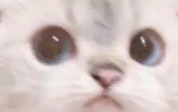 CatBuddy Emojis
