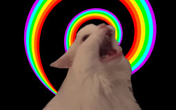 GemWhitey