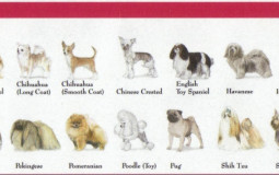 Toy Breeds
