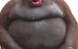 MONKE