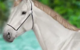 Horse relity breed
