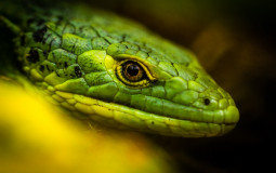 reptile tier list