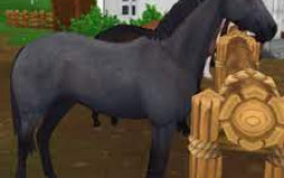 Abby SSO - koně