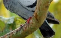 Pigeons of Singapore