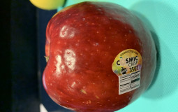 Apples