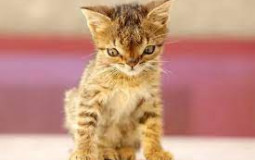Cats Tierlist