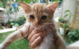 Catter